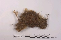 藏品(平肋提燈苔)的圖片